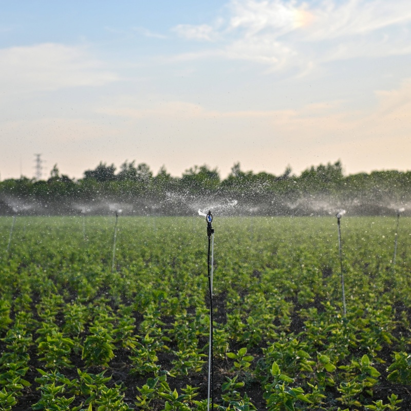 ¿Cómo hacer bricolaje en el sistema de riego de agricultura y jardines?